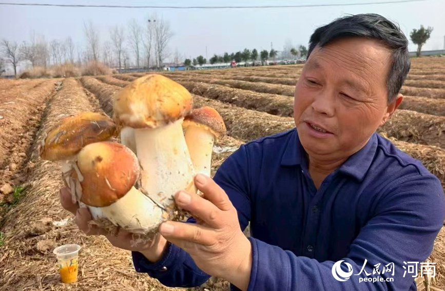 河南虞城：粮菇轮作促增收