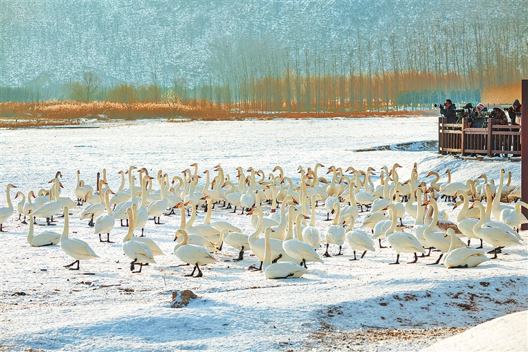 一座城与一群鸟的双向奔赴