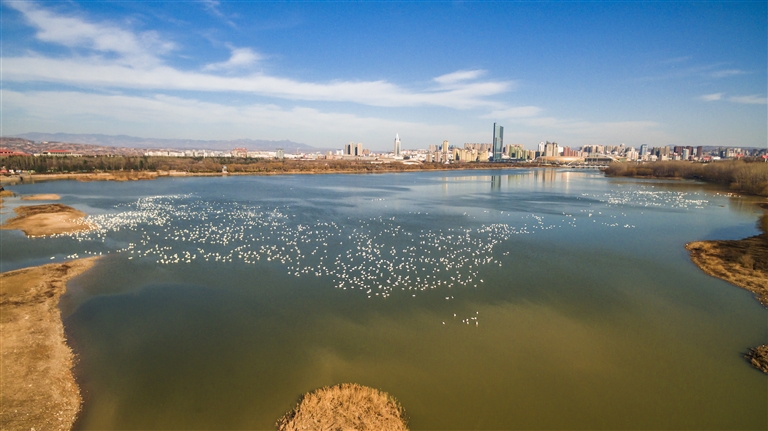 一座城与一群鸟的双向奔赴 