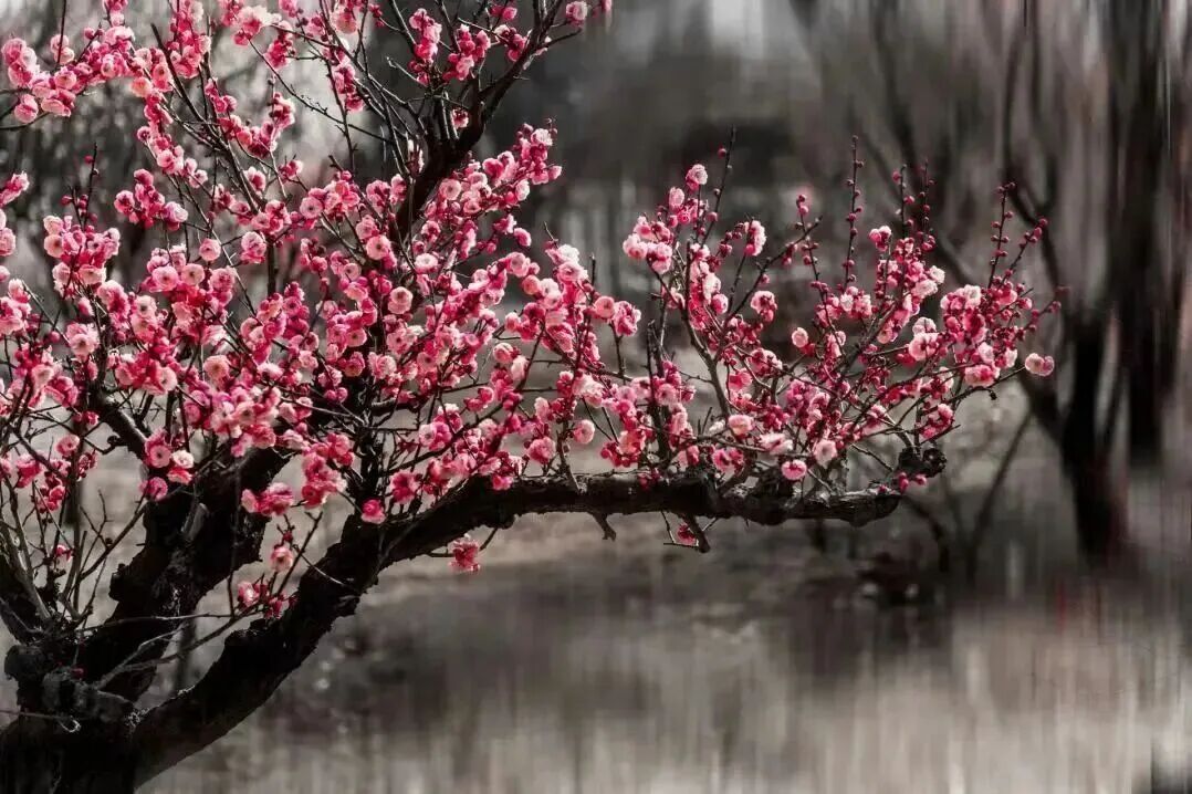 南阳春季赏花攻略！这份“花漾地图”带你畅游花海
