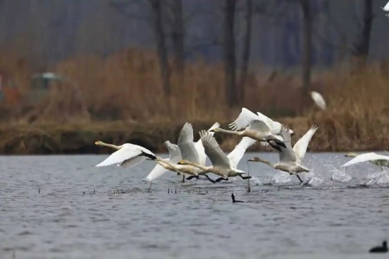 商丘梁园区:200多只白天鹅飞抵黄河故道国家湿地公园