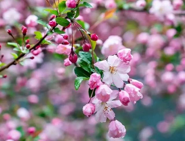 8条漫步郑州精品赏花主题游线路