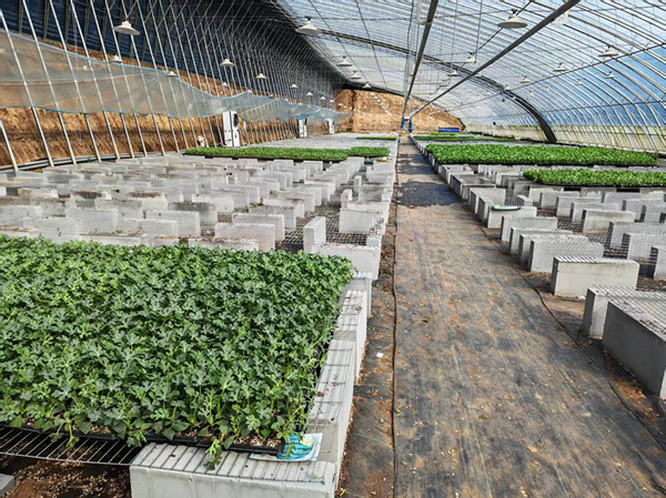 邓州市小杨营镇:“双轮”驱动富裕乡村