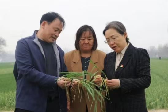 民权县委书记王静娴调研春季农业生产、农村“三资”管理及群腐整治工作