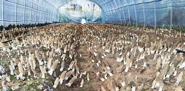 邓州市小杨营镇安众村:特色种养产业 助民就业增收