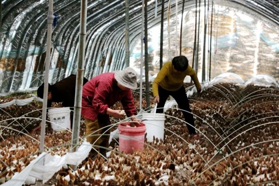 永城市马桥镇陈湾村：小小羊肚菌  撑起“致富伞”