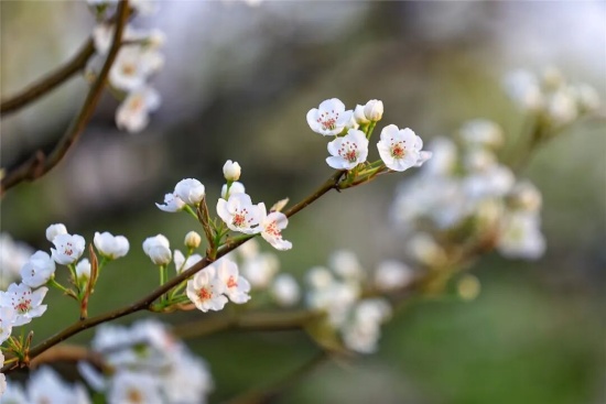 柘城县牛城乡王楼村300多亩梨园盛开，游客扎堆打卡