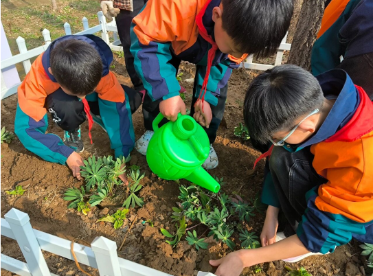 劳动砺心智 实践促成长——鹤壁市致诚小学开展校园种植劳动实践活动