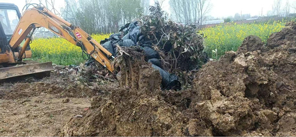 邓州市张楼乡:春光正好干劲足 环境整治绘新景