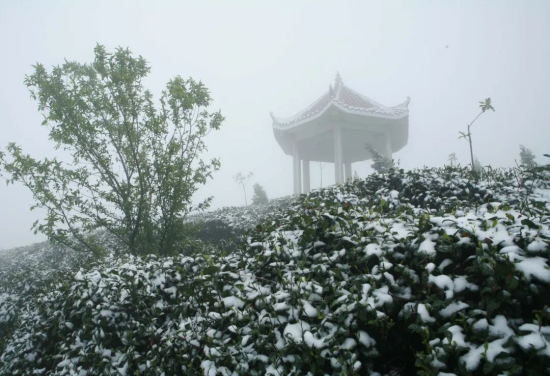 图片8