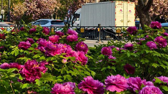 全国第五!洛阳上榜Top10热门目的地