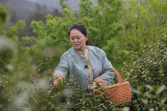河南桐柏采茶季：采新茶、尝鲜茶、品茶宴