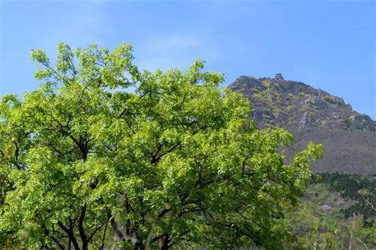 拒绝人挤人！郑州周边小众爬山推荐，景美还免费
