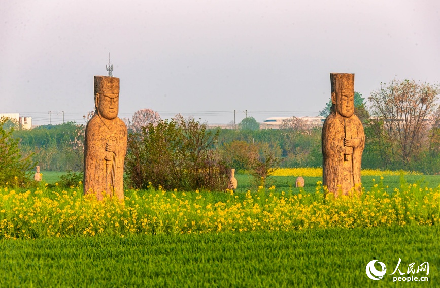 河南巩义：一眼越千年 宋陵与春日繁花同框入画