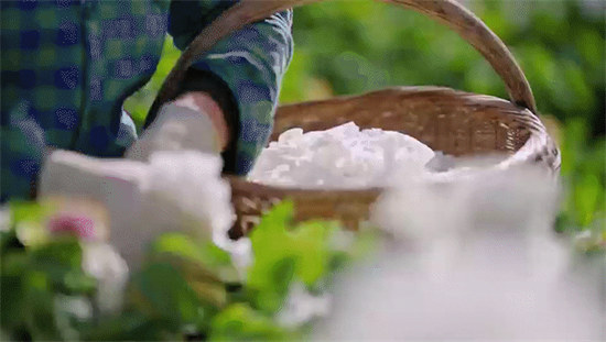 踏春赏花，让美景变“钱景”