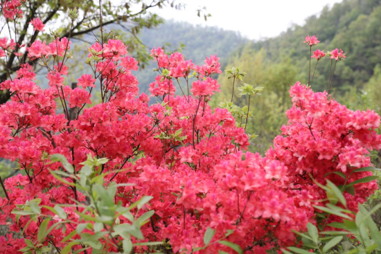 河南内乡:宝天曼杜鹃花观赏旅游季暨健身登山赛启幕