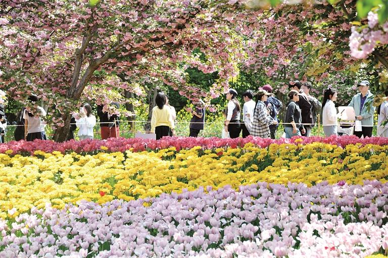 河南鹤壁：满城樱花竞芳菲