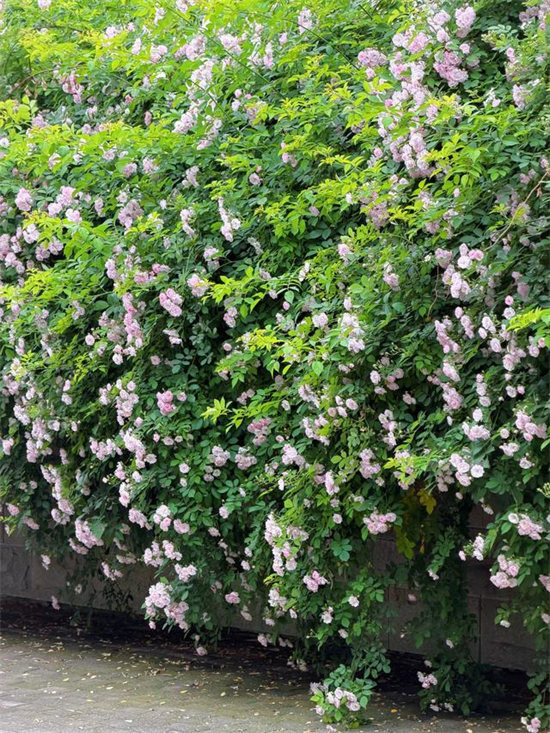 郑州这三条不排队的蔷薇大道，随手拍都是春日大片