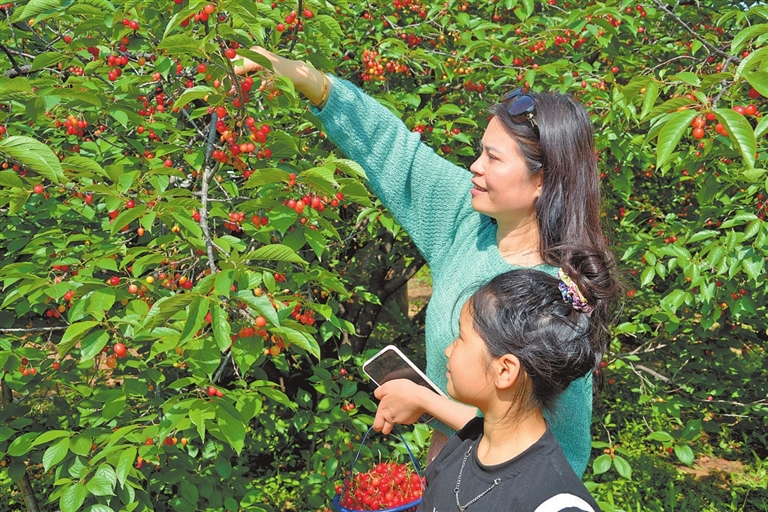 花果飘香采摘忙