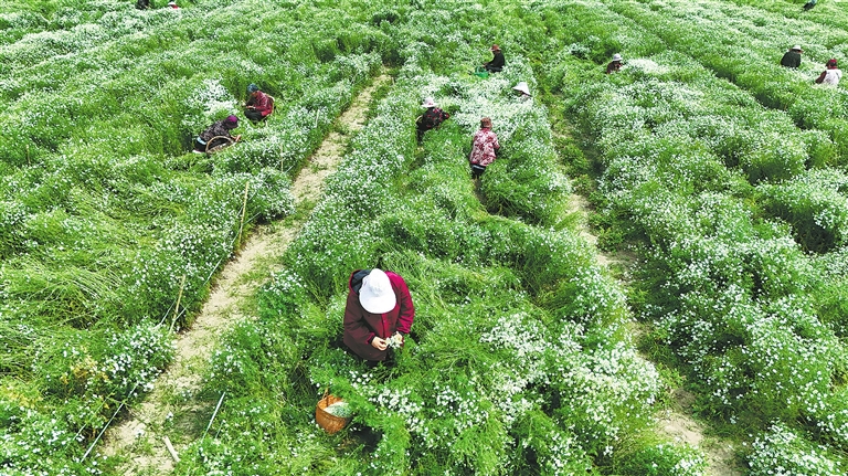 花果飘香采摘忙