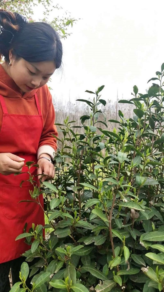 河南桐柏“茶香网红”刘沙：誓让俺村变成“茶香小村”