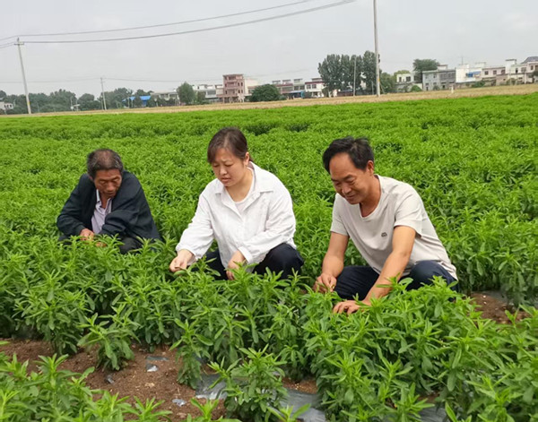 邓州市李营村：优化营商环境 发展特色产业 
