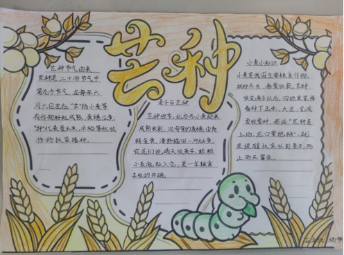 风吹麦浪享丰收 亲子劳作悟农耕