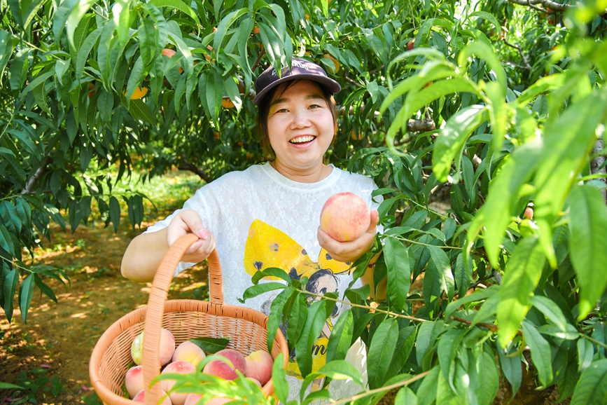 洛阳老城区：小桃果做成富民大产业