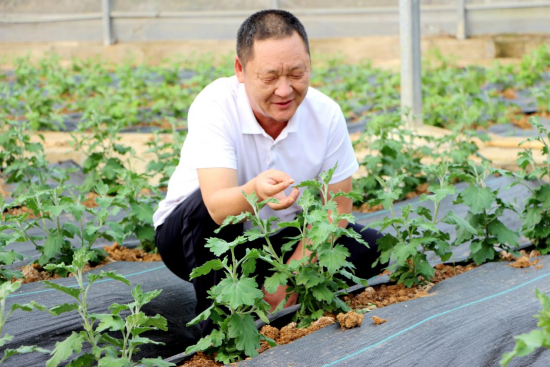 河南内乡：闲棚变“钱棚” 瓦亭镇盘活资产引雁归