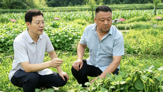 南阳卧龙区:仲景故里添新景 仲意园中草药香