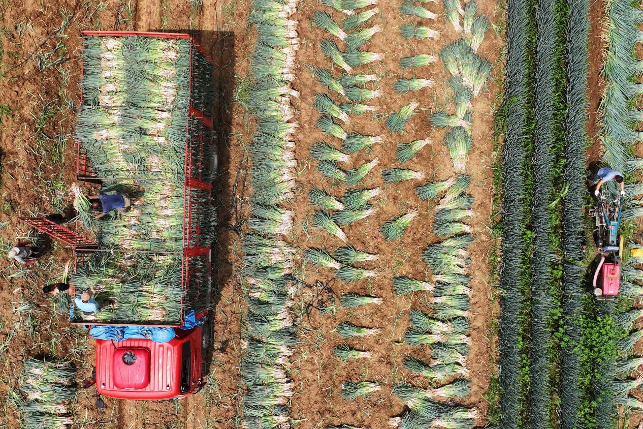 社旗：粮菜轮作蹚出乡村振兴富民新路