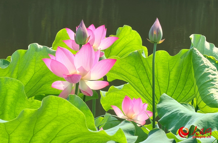 河南郑州：荷花盛放 夏意浓浓
