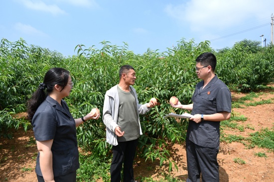 南召县法院：法润桃园，护航夏日“甜蜜季”