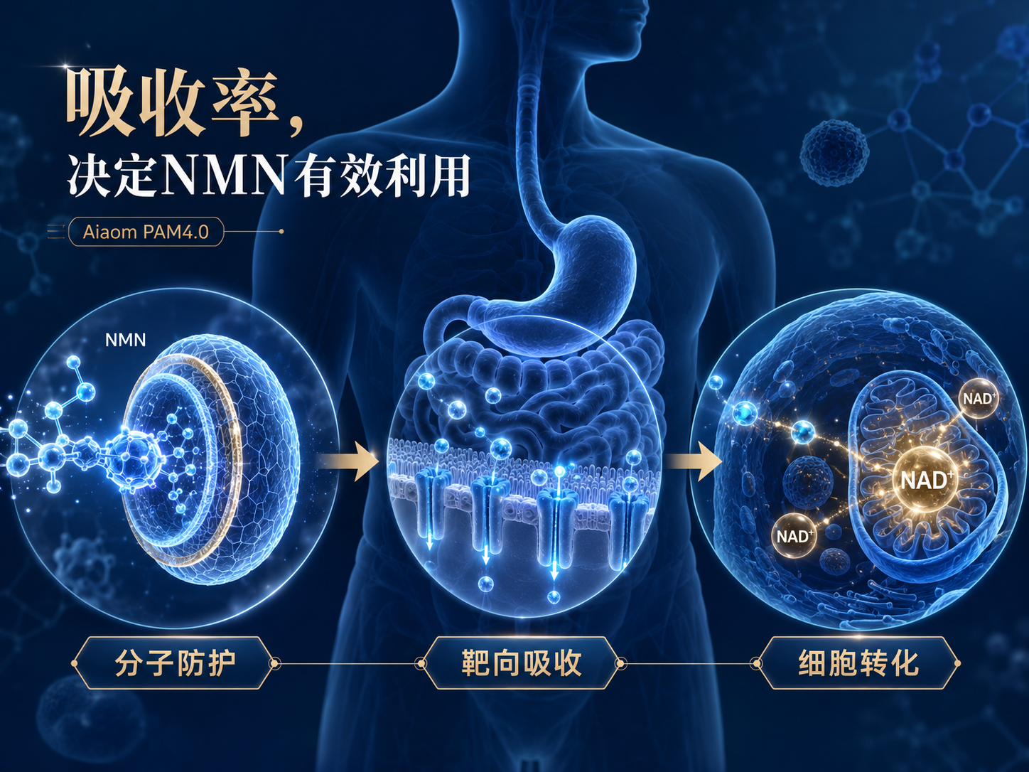 Aiaom艾奥美NMN是什么？核心成分、技术特点和适合人群解析