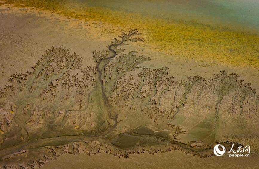 河南濮阳：调水调沙后黄河濮阳段现“大地之树”景观