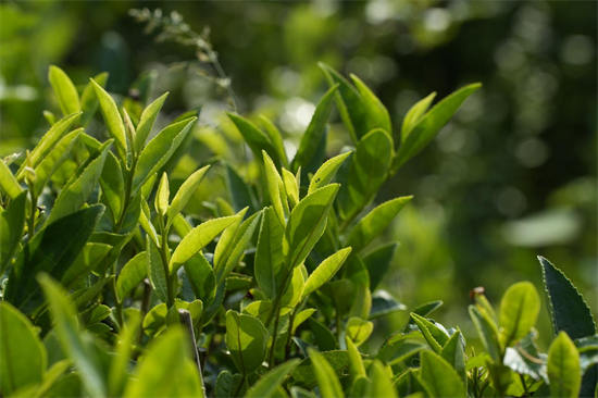 河南桐柏:淮源茗茶“十大全国奖项”背后的产业逻辑