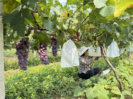 封丘：一村一品兴产业 特色沃土绘振兴