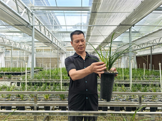 让乡亲们的幸福像兰花一样美丽芬芳——记河南省桐柏县兰花协会会长黄发国