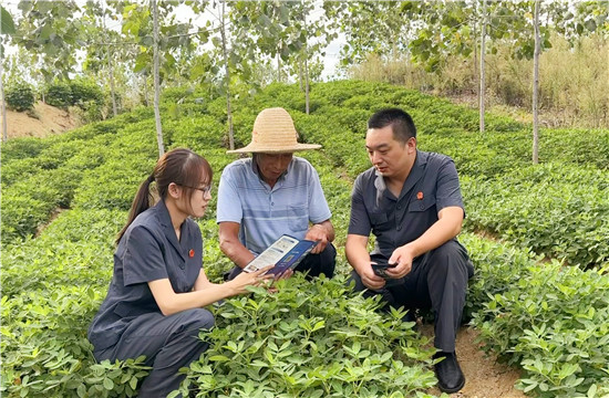 桐柏县法院：白露秋收正当时 花生田里开起普法课