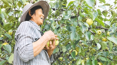 金秋酥梨挂满枝 果农丰收采摘忙