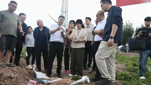 四种绿色增产标准化种植新模式，推动沁阳怀山药提质增效