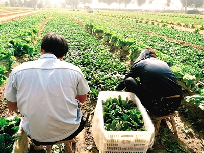 中牟新区官渡桥：金秋头茬趴地菠菜抢鲜上市